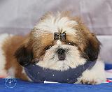 Shih Tzu puppy 9Y506D-041